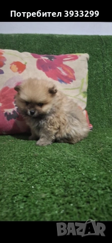 Померан мини померанчета, снимка 7 - Померан - 53930972