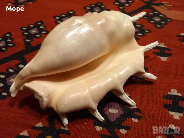 Голяма раковина , снимка 6 - Декорация за дома - 48272673