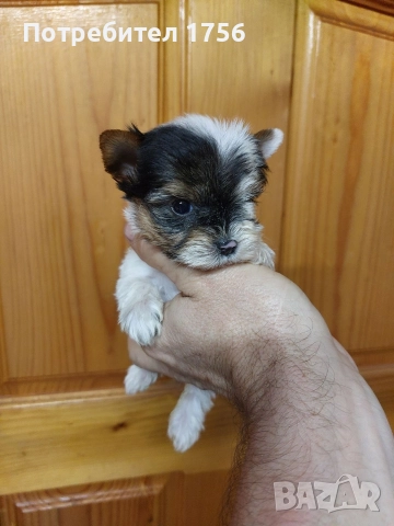 Йорки момиче, чистокръвен бивер., снимка 3 - Йоркширски териер - 52896416