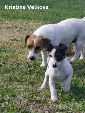 Джак ръсел териер 