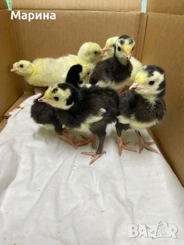 Пуйчета, снимка 5 - Кокошки и пуйки - 54317132