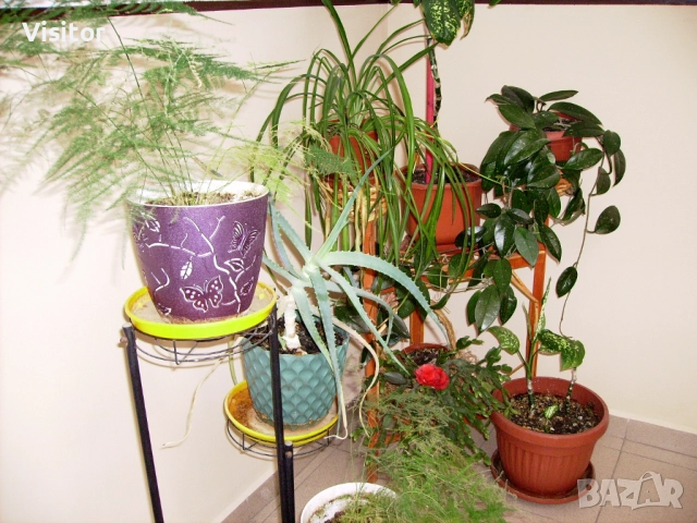 фотоапарат Pentax Optio E10, снимка 15 - Фотоапарати - 51450101