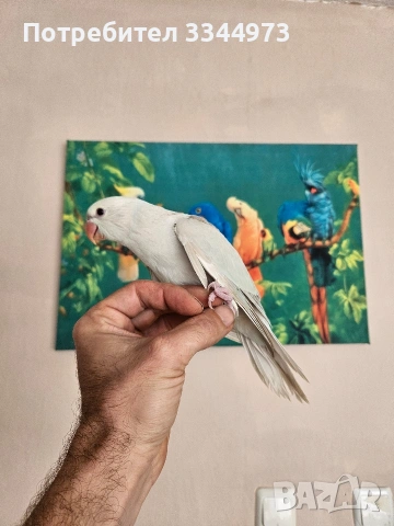 малки александри , снимка 3 - Папагали - 54236327