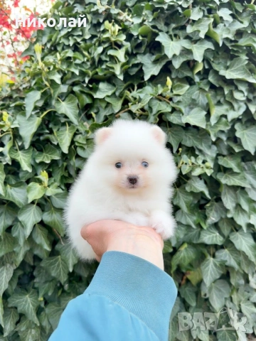 Померан мини момиче. Померанче, снимка 3 - Померан - 54216985