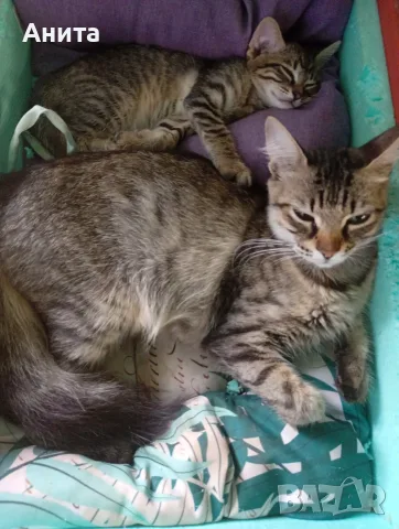 Подарява се сладко котенце на 2 месеца