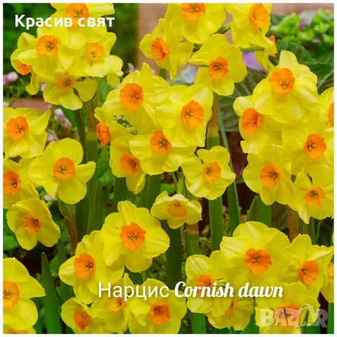 Нарциси луковици, снимка 3 - Сортови семена и луковици - 56163384