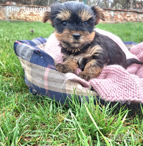 родени на 11.02 с поставена първа ваксина, снимка 8 - Йоркширски териер - 54058450