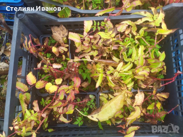 Ягодомалина (Rubus illecebrosus) - растения в контейнери, снимка 6 - Градински цветя и растения - 54017701