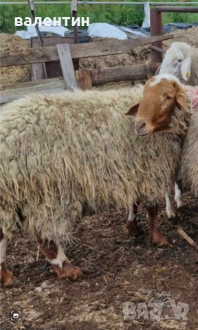 Коч млечно направление