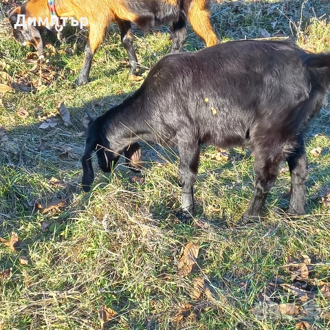 женско яре, снимка 7 - Кози - 52790420