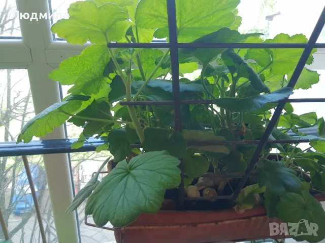 Мушкато,дърво на живота,Шефлера  и др.растения готови за декорация и подарък, снимка 16 - Декорация за дома - 48567968