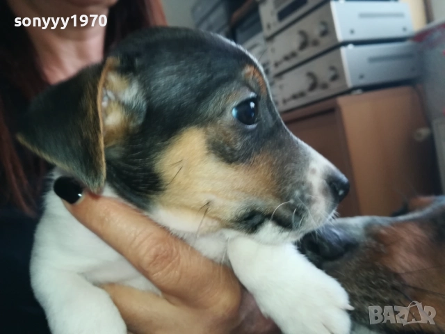МЪЖКАР-ДЖАК РЪСЕЛ-ПОСЛЕДНА БРОЙКА!!! 2909251715, снимка 12 - Джак ръсел териер - 51880586