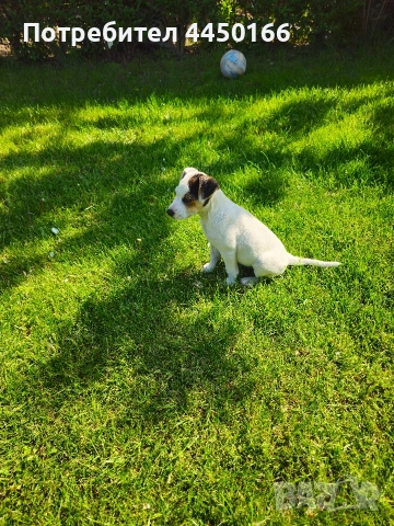 Малко кученце Джак ръсел, снимка 5 - Джак ръсел териер - 54344105