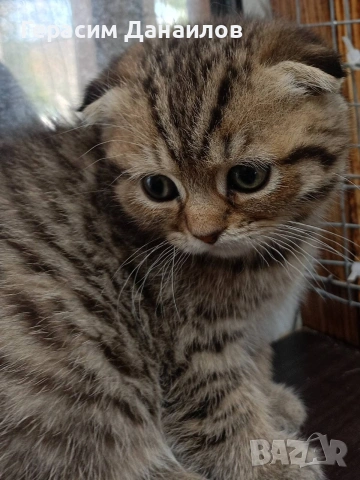 шотландски котки