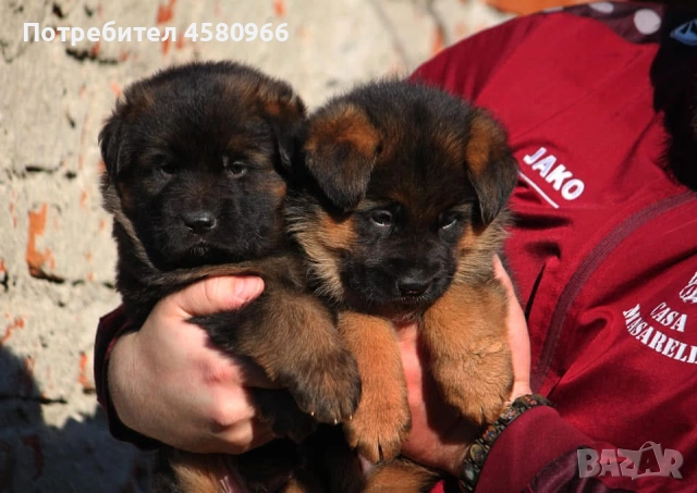 Елитни Немски Овчарки , снимка 3 - Немска овчарка - 52130503