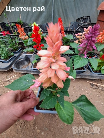 Два вида пламъче, няколко цвята , снимка 15 - Градински цветя и растения - 54282774