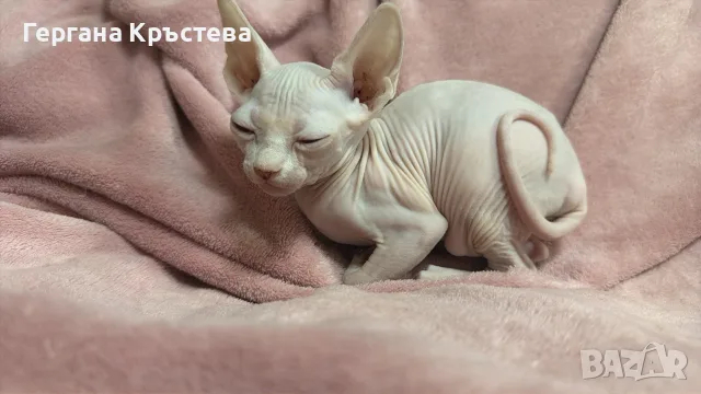Канадски сфинкс момиче и момче , снимка 2 - Сфинксове - 55593559