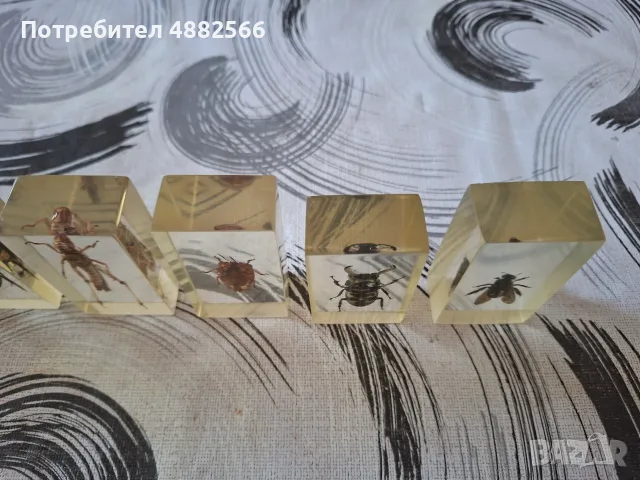 Насекоми изляти в смола, снимка 11 - Колекции - 56060135