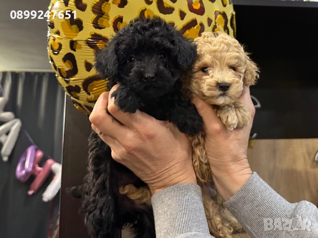 Той пуделчета , снимка 1