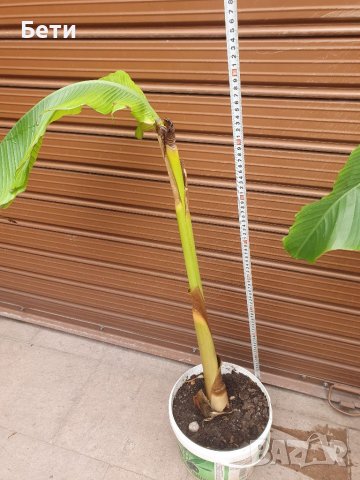  Банови палми Муса- НАМАЛЕНИ, снимка 7 - Градински цветя и растения - 29777257