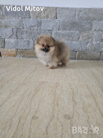 Мини Померан момиче , снимка 2 - Померан - 52668125