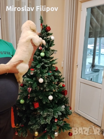 Лабрадор 3-мъжки 2-женски , снимка 12 - Лабрадор ретривър - 52869132