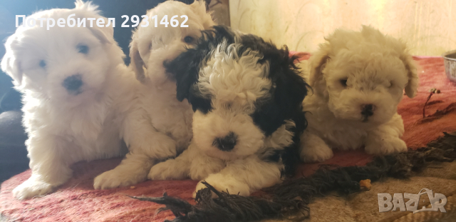 FRENSKY BOLONKY-- BIGHON FRIZE-- 550LV., PROMOCYA   , снимка 8 - Болонка - 44694809