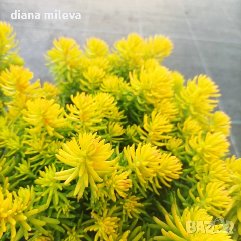 Седум  Анджелина, Sedum rupestre Angelina, снимка 5 - Градински цветя и растения - 52162046