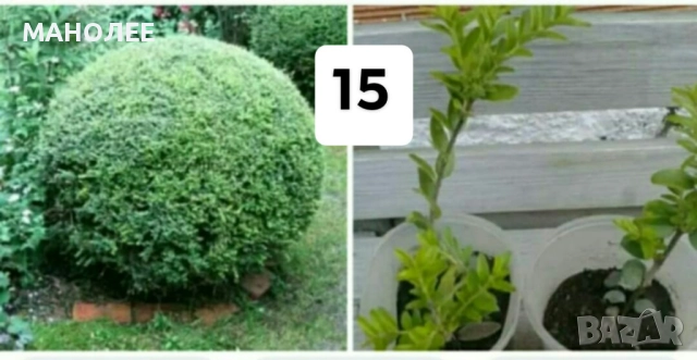 15 вида цветя и растения, снимка 15 - Градински цветя и растения - 51604084