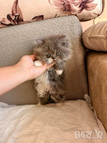 Персийски котенца, снимка 5 - Персийска - 56360279