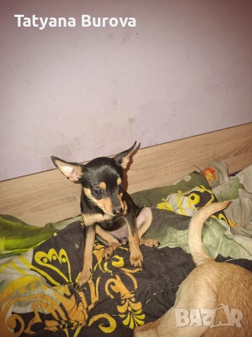 Продавам кучета от порода Пинчер