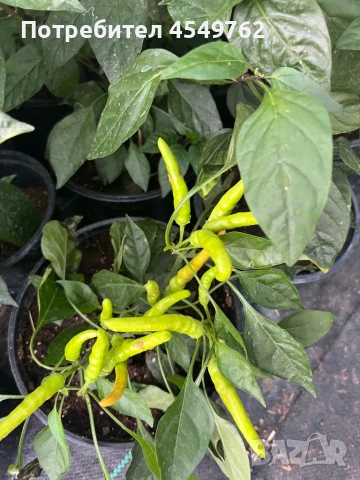 Екзотични люти чушки в саксия, снимка 5 - Градински цветя и растения - 51202444