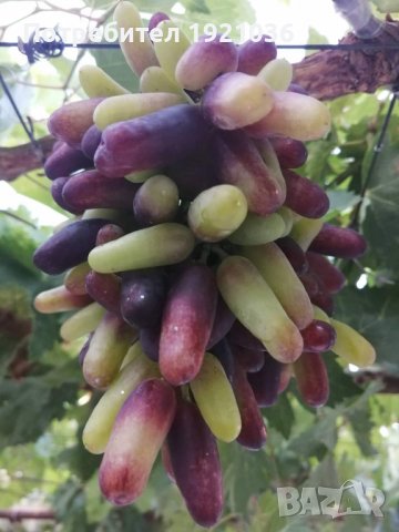 Бутикови сортове грозде, снимка 10 - Разсади - 35306623