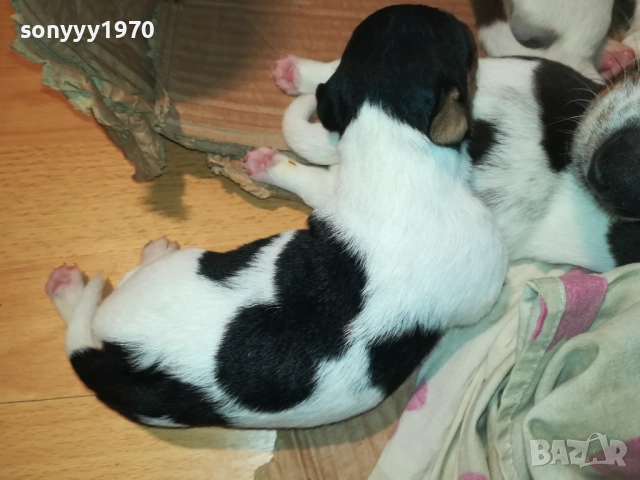 ДЖАК РЪСЕЛ-250ЛВ ЗА СЛАДКО КУТРЕ ПО ИЗБОР 2508251815, снимка 8 - Джак ръсел териер - 51486615