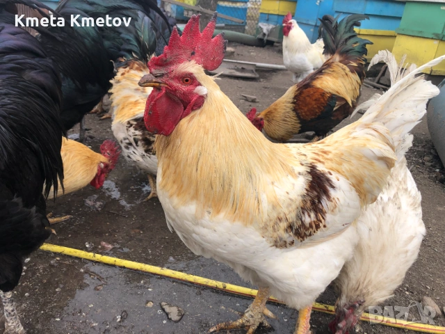 Домашни Петли, Кокошки, 8-18 месеца ., снимка 6 - Кокошки и пуйки - 53897169