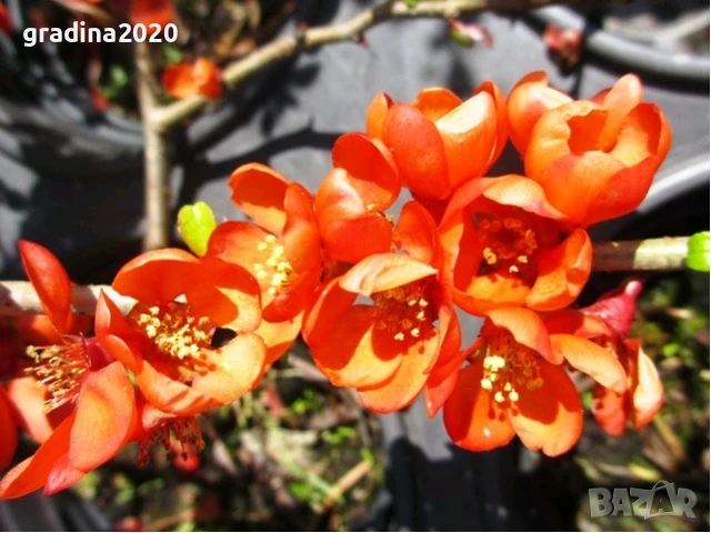 Японска дюля - Цидония  Налични 3 цвята, снимка 3 - Разсади - 41169718