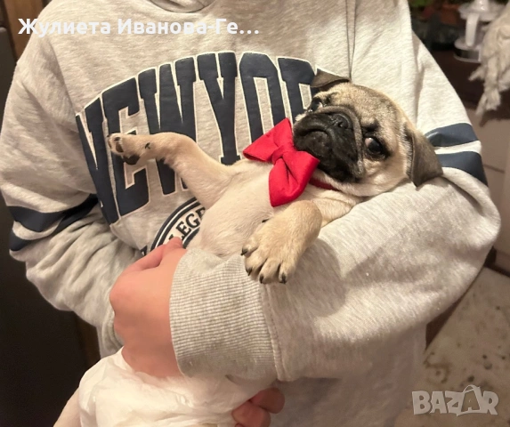 Продавам кученце мопс, снимка 3 - Мопс - 53326335