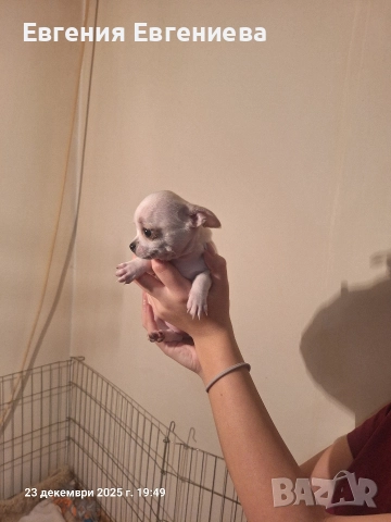 Мини чихуахуа,две момчета и две момичета., снимка 6 - Чихуахуа - 52887110