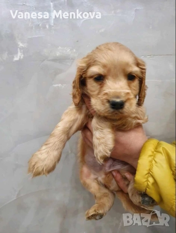 чистокръвни кокерчета шпаньоли, снимка 6 - Кокер шпаньол - 52068701