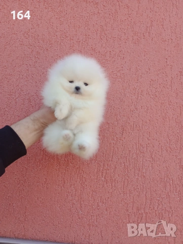 Чисто бели мини Померани. Реални снимки !!!, снимка 13 - Померан - 53883222