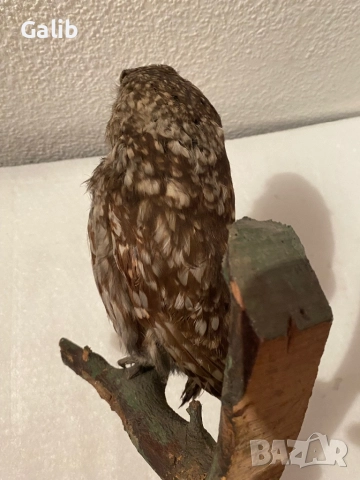 Замразен Бухал , снимка 7 - Други животни - 52675762