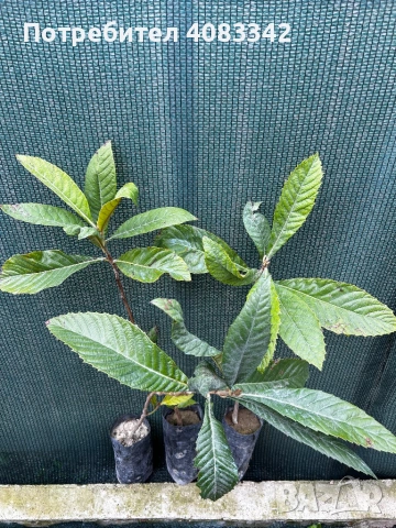 Японска Мушмула , снимка 2 - Градински цветя и растения - 53897944