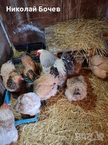 Яица за люпене от Кохен ,Брама,Орпингтон и Копринки, снимка 7 - други­ - 53056688