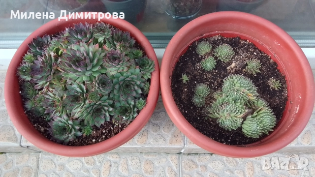 Семпервивум - дебелец различни сортове , снимка 2 - Градински цветя и растения - 52001936