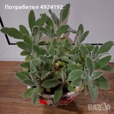 Растение Заешко Ухо с лечебни свойства, снимка 2 - Градински цветя и растения - 56301162