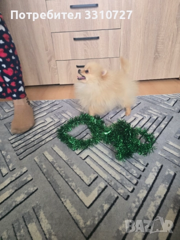 Женски померан на 5 месеца, снимка 2 - Померан - 52408912