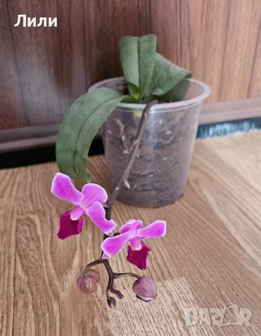 Орхидея фаленопсис Mukkala, снимка 2 - Стайни растения - 49702852