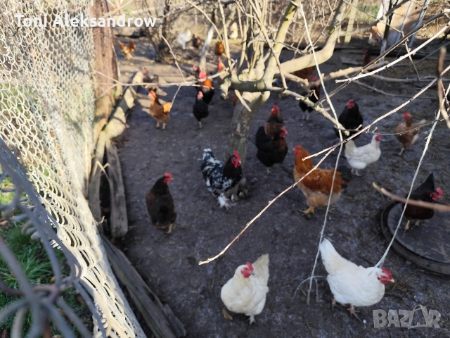 Младите домашни петлета