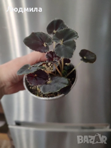 Бегония 'Черна Мамба', снимка 2 - Стайни растения - 54311333