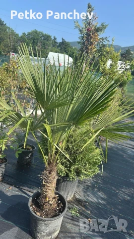 Палма Трахикарпус -22, снимка 2 - Градински цветя и растения - 50637983